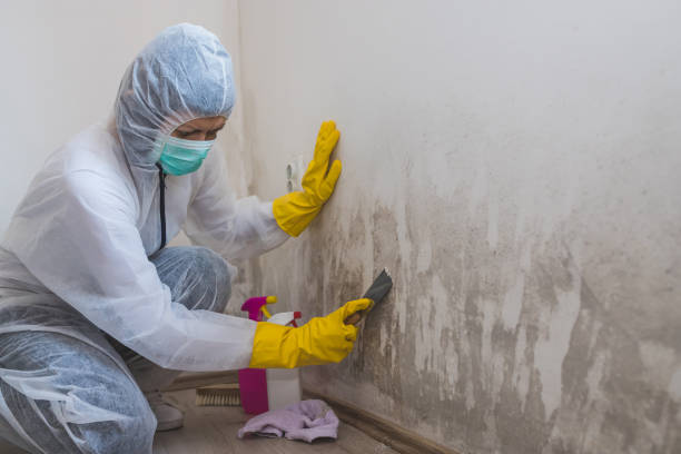 Best Mold Removal for HVAC Installations  in Cedar Rapids, IA